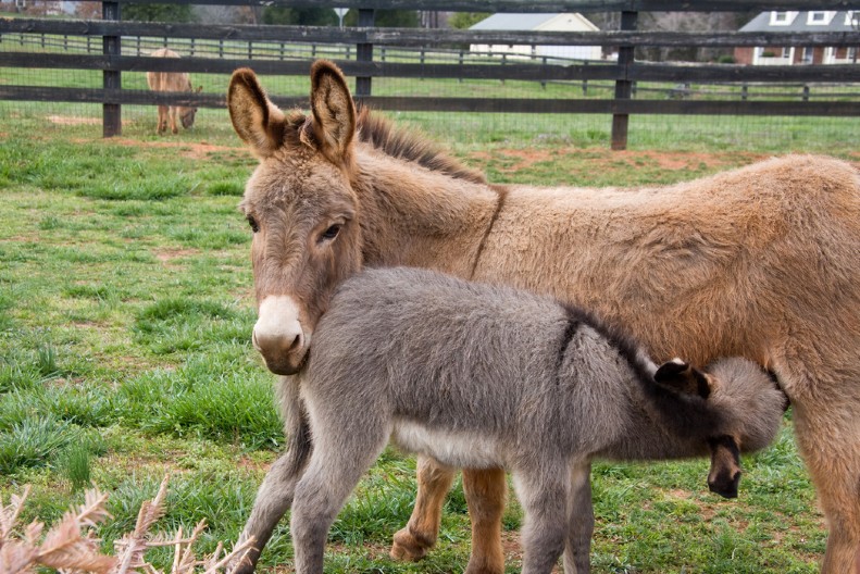 Zašto litar ovog mleka košta 50 evra, a sir od njega čak 1.200 evra?