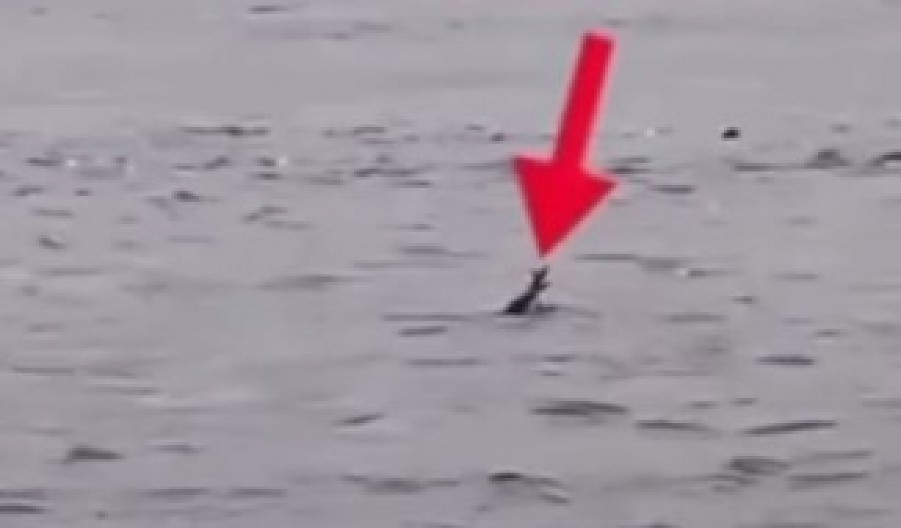 KROKODILI NAUČILI DA MAME LJUDE U VODU? Objavljen snimak koji podseća na dete koje se davi, evo šta kažu stručnjaci! (VIDEO)