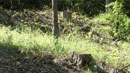 ČOVEK TEŠKO POVREĐEN PRILIKOM SEČE DRVA U ŠUMI! Stravična nesreća kod Ivanjice