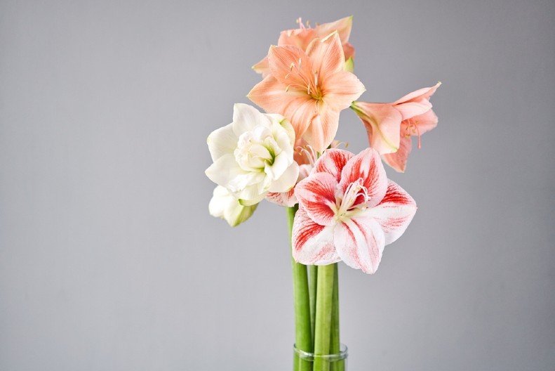 PRELEPI AMARILIS MOŽE DA CVETA TOKOM CELE ZIME Sada je pravo vreme da ga zasadite