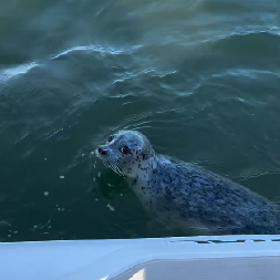 BORBA ZA ŽIVOT NA OTVORENOM MORU Uplašena foka za dlaku pobegla kitovima ubicama -  dramatičan prizor snimljen je sa čamca