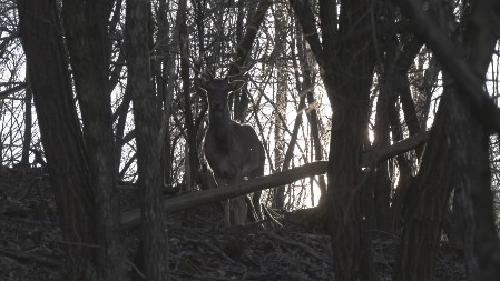 SA LOVĆENA STIGLI U ŠUMADIJU Dušan iz Brzana, umesto da gaji krave i ovde, na svom imanju ima OVU DIVLJAČ