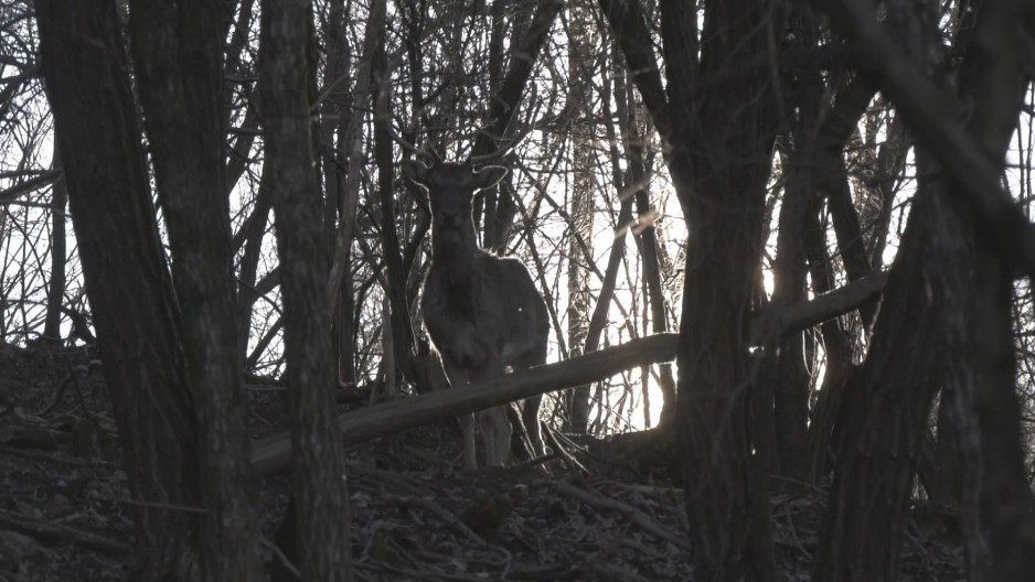 SA LOVĆENA STIGLI U ŠUMADIJU Dušan iz Brzana, umesto da gaji krave i ovde, na svom imanju ima OVU DIVLJAČ