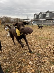 NEVIĐENA SCENA NA FARMI Dva psa jure za loptom i igraju fudbal, a ova ptica pokušava da ih stigne - SNIMAK KOJI ĆE VAS RASPAMETITI! (VIDEO)
