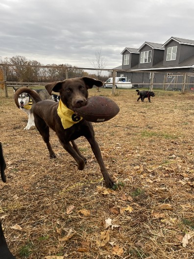 NEVIĐENA SCENA NA FARMI Dva psa jure za loptom i igraju fudbal, a ova ptica pokušava da ih stigne - SNIMAK KOJI ĆE VAS RASPAMETITI! (VIDEO)