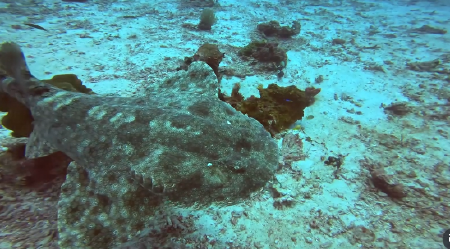 SPUSTIO KAMERU NA DNO OKEANA, PA SNIMIO RETKOG PREDATORA Neverovatni podvodni prizori oduzimaju dah