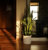 NE DRŽITE NIŠTA U OVOM UGLU KUĆE Samo jedan cvet tu privlači novac kao magnet