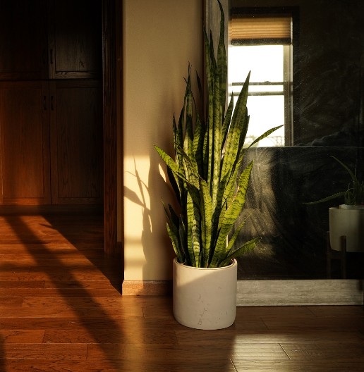 NE DRŽITE NIŠTA U OVOM UGLU KUĆE Samo jedan cvet tu privlači novac kao magnet