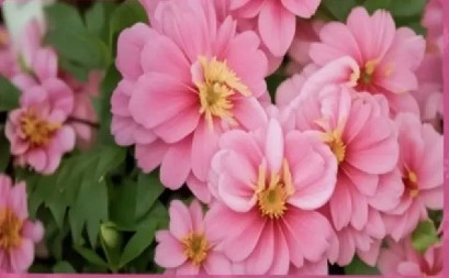 VAŠ IQ JE PREKO 140 AKO REŠITE OVU ZAGONETKU ZA 7 SEKUNDI Pronađite leptira među cvećem