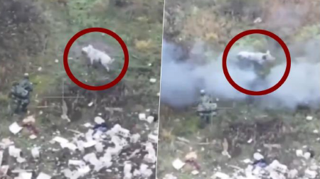 RUSKE VOJNIKE OD SIGURNE SMRTI SPASILA SVINJA Pogledajte neverovatan snimak sa fronta! (VIDEO)