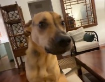 PAS KAKTUS U TOTALNOM ŠOKU OD SREĆE! Pogledajte šta radi kada vlasnik stigne kući – OVO ĆE VAM RASTOPITI SRCE! (VIDEO)