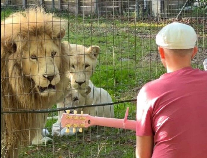 ŠOK U ZOO-VRTU Pevač prišao LAVOVIMA i zasvirao – ono što su uradili OSTAVILO MILIONE U NEVERICI! (VIDEO)