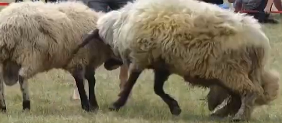 FARMA ''GEJ OVNOVA'': Prodaje se odeća od njihove vune, u celu akciju uključili i Grinder!