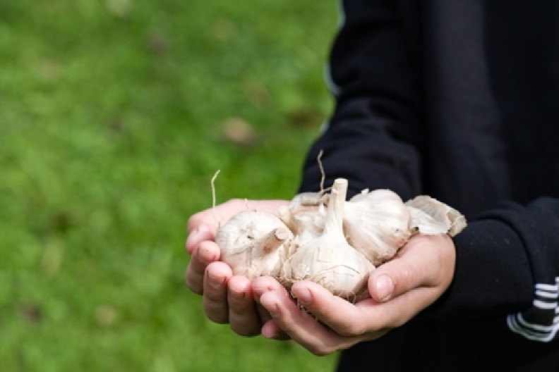 BELI LUK SE NEĆE POKVARITI DO SLEDEĆEG LETA  Potrebna vam je samo so