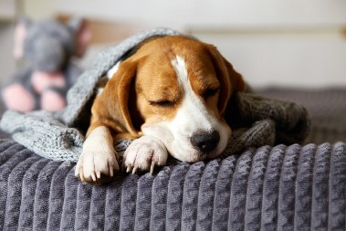 LJUDI NA MREŽAMA PLAČU OD SMEHA Nemirno štene se smirilo u sekundi - vaspitna metoda urodila plodom