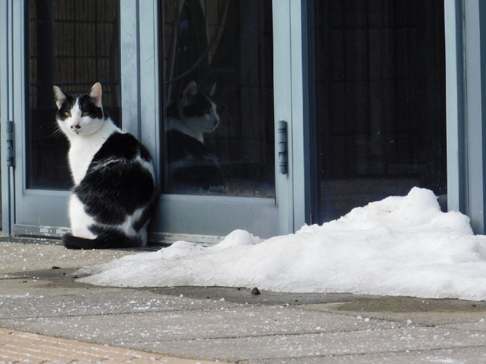 UPOZORENJE ZA VLASNIKE MAČAKA Jedna stvar može biti kobna za njih tokom zime - obratite pažnju