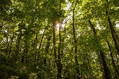 POSAO ZLATA VREDAN Cena ovog proizvoda ide i do 5.000 evra