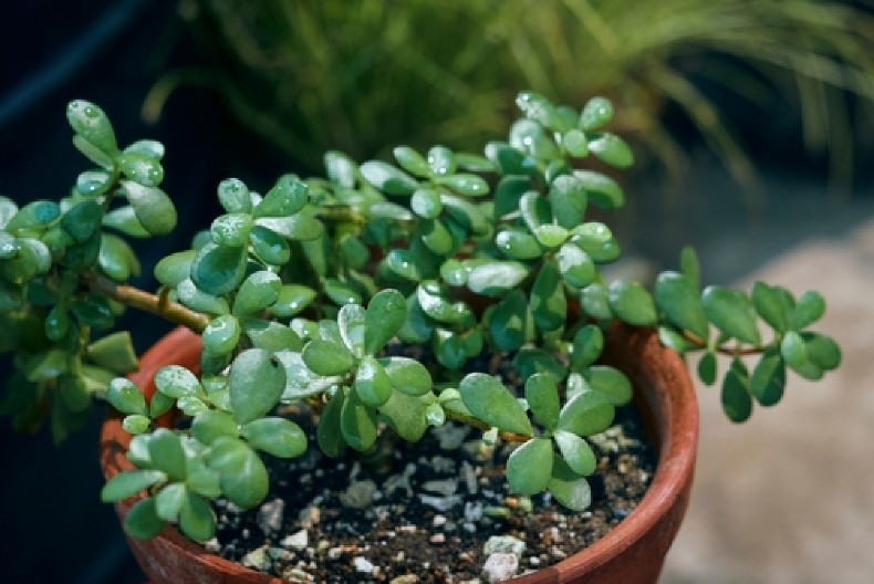 ZALIJTE KRASULU JEDNOM MESEČNO I OČEKUJTE PARE Ovaj voćni sok pretvara drvo sreće u magnet za novac