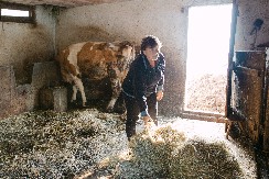 SLAVICA SA PRVIM PETLOVIMA IDE U ŠTALU, A NA SPAVANJE... Odmara samo na crveno slovo, ovako joj izgleda dan (FOTO)