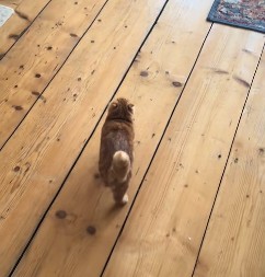 SIĆUŠAN MAČAK JE PROSTO NEODOLJIV! Njegovo oduševljenje kad vidi hranu šarmiralo je milione