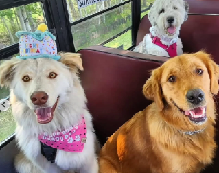 PRESLATKO Psi idu u svoju školu i voze se školskim autobusom - pogledajte kako uživaju