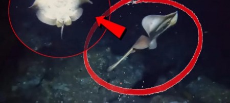 NEVEROVATNO OTKRIĆE U DUBINAMA OKEANA Misteriozno stvorenje snimljeno na dnu mora - SNIMAK IZAZIVA JEZU! (VIDEO)