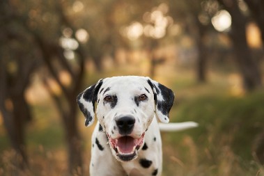 OSVOJIO JE SVE SIMPATIJE NA MREŽAMA Kad on počne da žvaće počinje komedija - ovo je neodoljivo