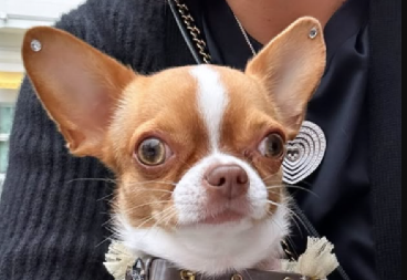 PAS SRPSKOG MOĆNIKA UŽIVA U IZOBILJU! Nosi brendirane jaknice sa krznom, zlatne ogrlice, džempere od čiste vune, a hrana...