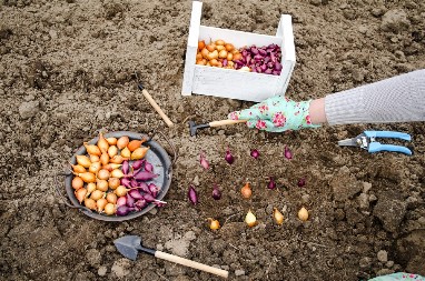 ASTRONOMSKA ZARADA Biljka od koje može bogovski da se živi