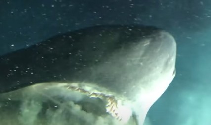 SNIMAK FASCINANTNE MORSKE ZVERI LEDI KRV U ŽILAMA Glava prošla tik pored prozora podmornice, istraživači zanemeli! (VIDEO)