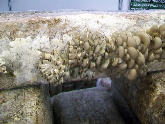 MNOGI RAZMIŠLJAJU O UZGOJU BUKOVAČE Deluje lako, ali ipak postoji problem zbog kojeg odustaju