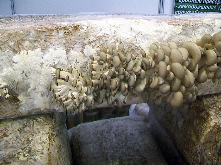 MNOGI RAZMIŠLJAJU O UZGOJU BUKOVAČE Deluje lako, ali ipak postoji problem zbog kojeg odustaju