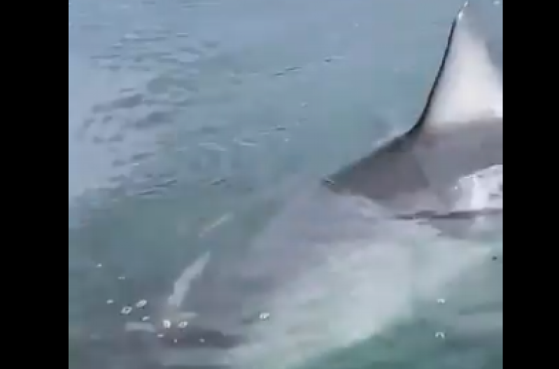 RAZJARENA NEMAN NAPALA ČAMAC U BLIZINI POZNATE PLAŽE! Dramatičan snimak strave kruži mrežama (VIDEO)