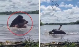 HOROR SNIMAK: Žena napadnuta od strane najvećeg glodara na svetu dok je plivala u jezeru (VIDEO)