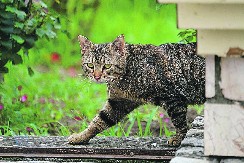 MAČKA VAM JE POBEGLA? Evo šta veterinari savetuju da brzo uradite