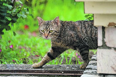 MAČKA VAM JE POBEGLA? Evo šta veterinari savetuju da brzo uradite