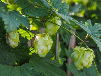 KILOGRAM OVE BILJKE IDE I DO 1.000 EVRA Na našim prostorima najbolje uspeva u Vojvodini