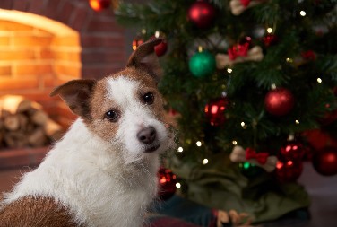 AKO ŽELITE DA IMATE KUĆNOG LJUBIMCA Ovo je idealnih pet rasa pasa za vlasnike početnike