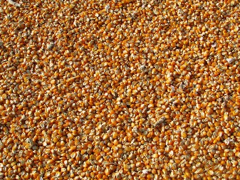 KUKURUZ NAJTRAŽENIJA ROBA Tokom sedmice Produktna berza prometovala 2.900 tona robe