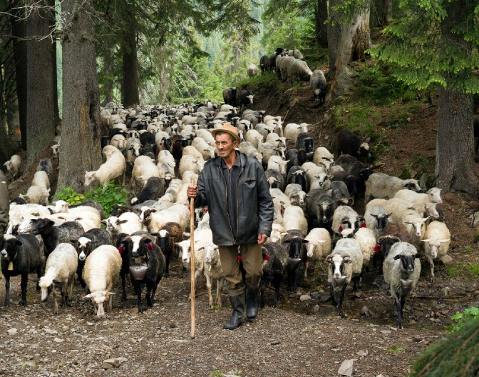 BUGARINA SAHRANILI NA PAPIRU, A ON LUTAO U DIVLJINAMA Godinama je čuvao ovce, ali onda je usledio ŠOK PREOKRET!