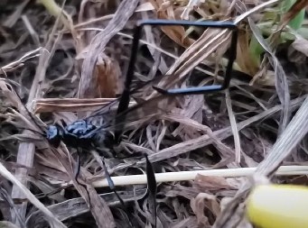 JEZIVO I FASCINANTNO Pogledajte snimke STVORENJA koja kao da su izašla iz horor filmova - ljudi na mrežama zaprepašćeni! (VIDEO)