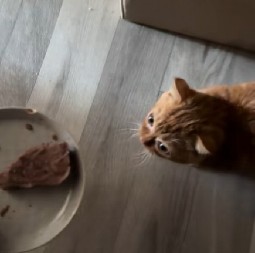 PATULJASTI MAČAK VRCKAVIM HODOM ODUŠEVIO TIKTOK Njegova reakcija na hranu topi i najtvrđa srca! (VIDEO)