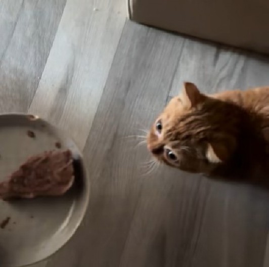 PATULJASTI MAČAK VRCKAVIM HODOM ODUŠEVIO TIKTOK Njegova reakcija na hranu topi i najtvrđa srca! (VIDEO)