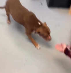 NEŠTO NAJSLAĐE ŠTO ĆETE DANAS VIDETI Pas video vlasnika nakon godinu dana, o njegovoj reakciji priča ceo internet (VIDEO)