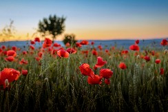 Kilo košta preko 200 dinara: Ova biljka sada vlada vojvođanskim njivama