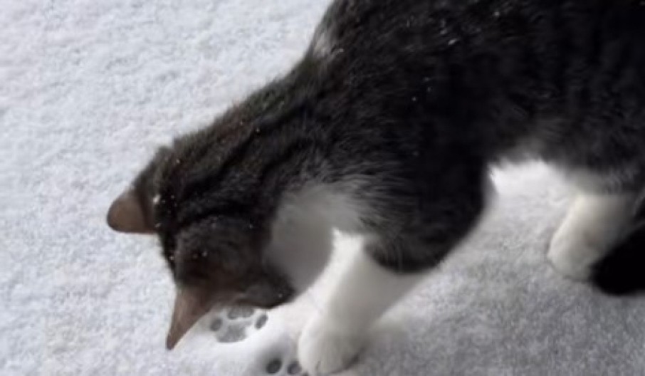 INTERNET U TRANSU! Preslatki mačak prvi put u životu video sneg - njegova reakcija šokirala milione! (VIDEO)