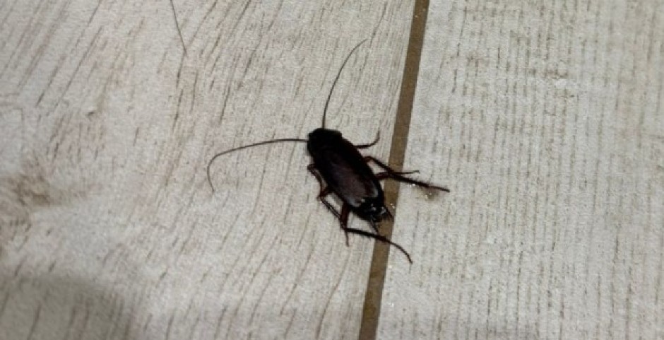 NAREĐENA HITNA EVAKUACIJA Hteli da se otarase bubašvaba, pa otrovali komšiluk (VIDEO)