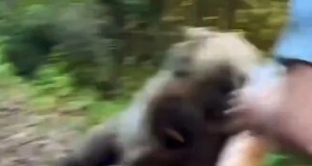 MUŠKARAC NA IVICI SMRTI Hranio divlju zver a onda je usledio HOROR – trenutak kada mu život visi o koncu snimljen kamerom! (VIDEO)