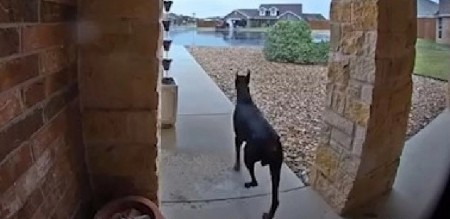 HOROR U DVORIŠTU Besni doberman prestravio komšije - policija zatekla prizor koji ledi krv u žilama! (VIDEO)