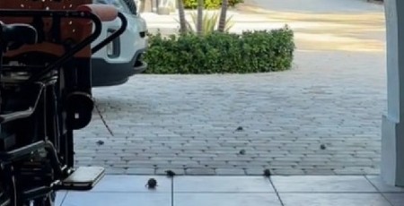 PONELA ŠKOLJKE SA PLAŽE KUĆI – ONDA JE USLEDIO PRAVI HOROR Torba se pomerila, a ono što je iskočilo prestravilo je do kraja života! (VIDEO)